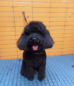 Rasta Perruqueria Canina perro de color negro